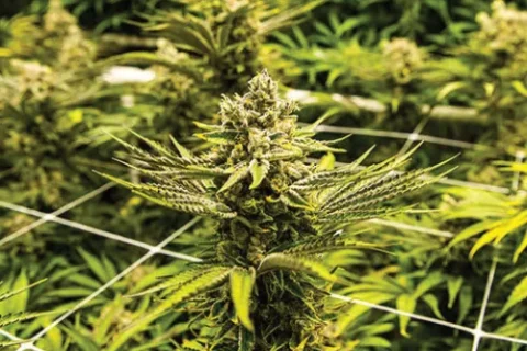 Close-up of flowering cannabis plants in cultivation