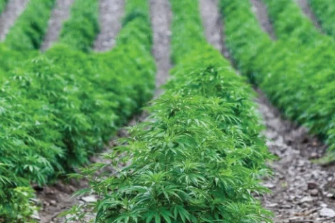 Rows of cannabis plants growing in a regulated field